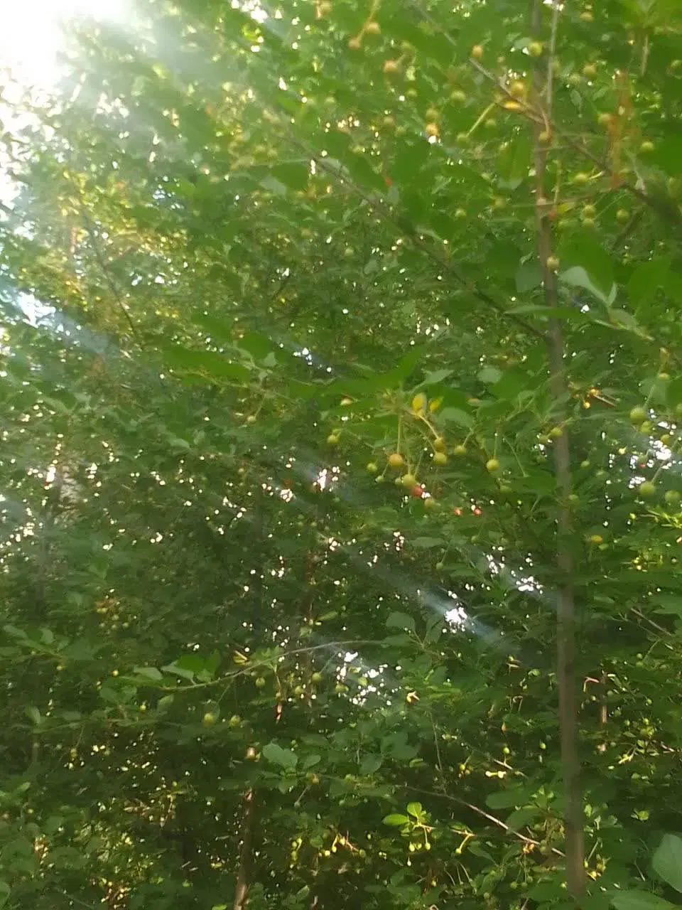 باغ کشاورزی
