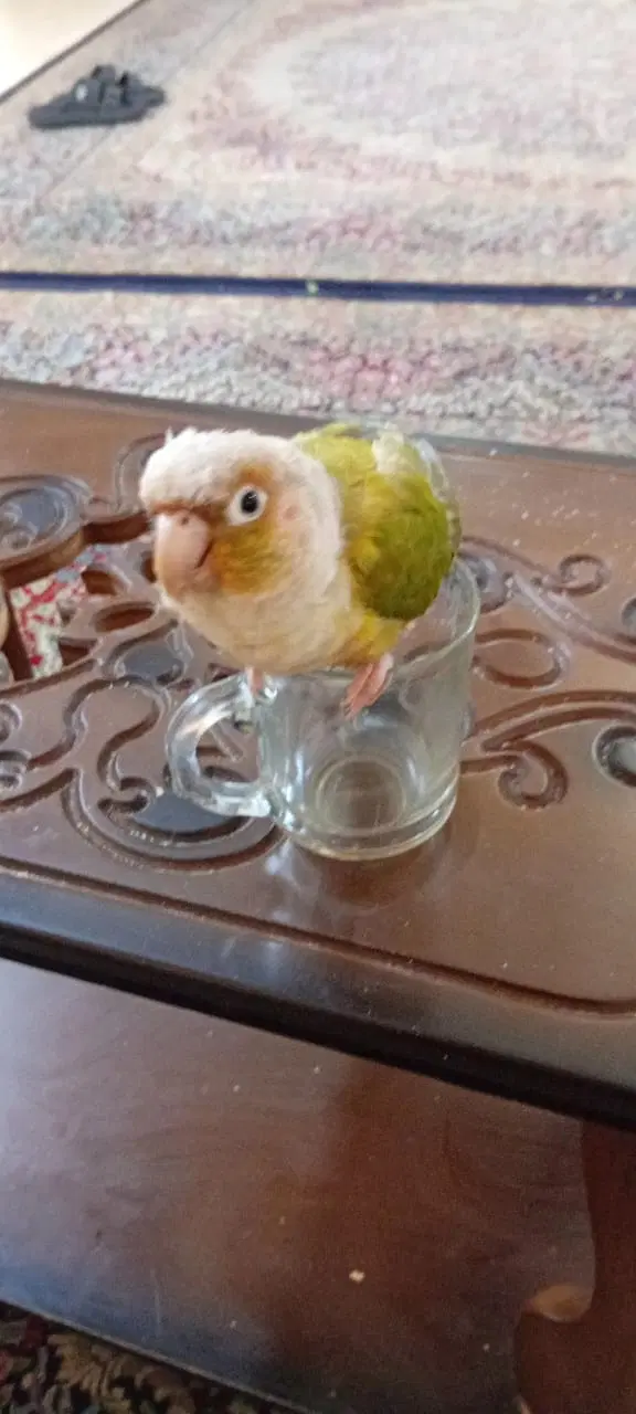 همخونه