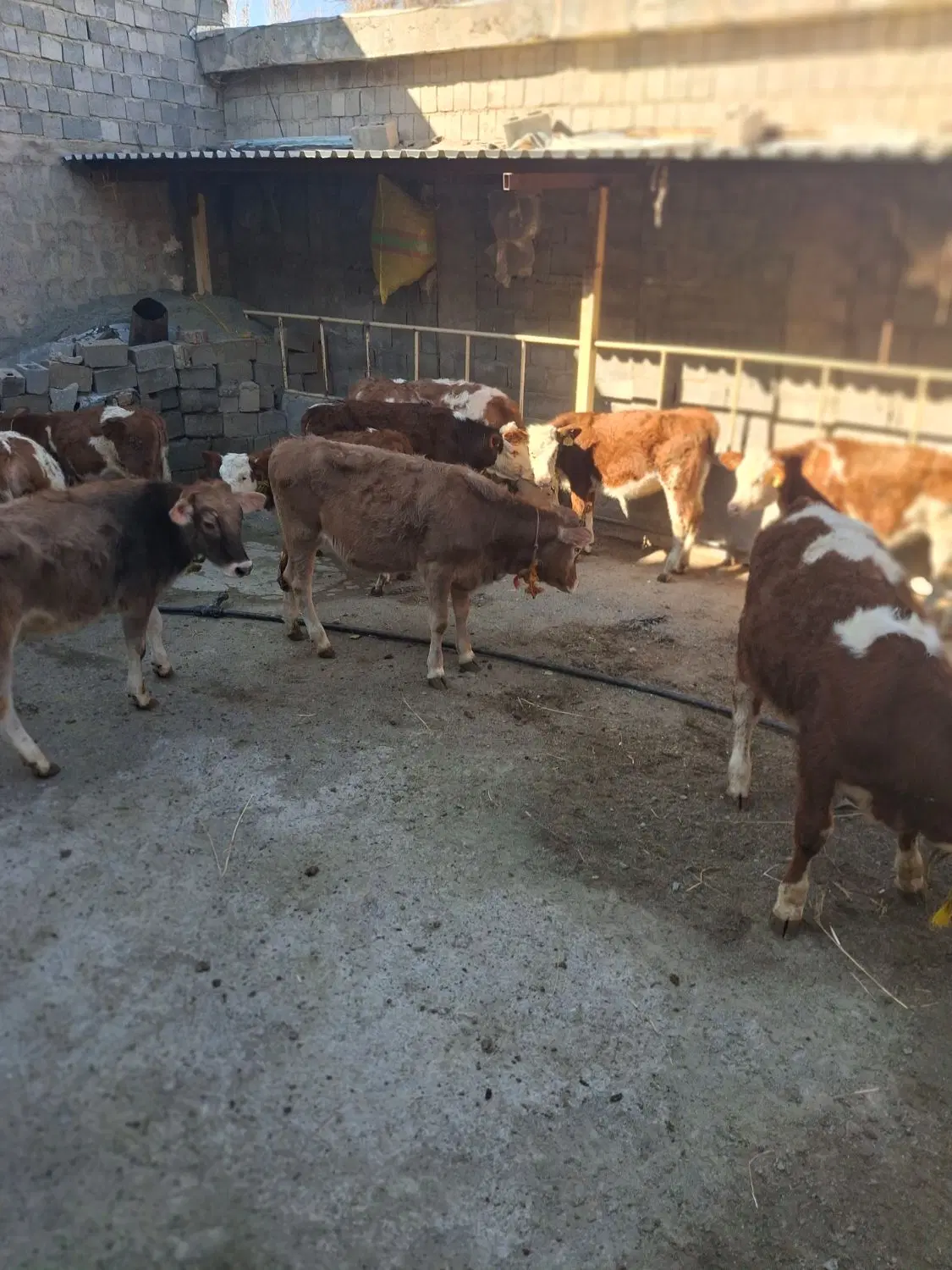 فروش،گاوداری