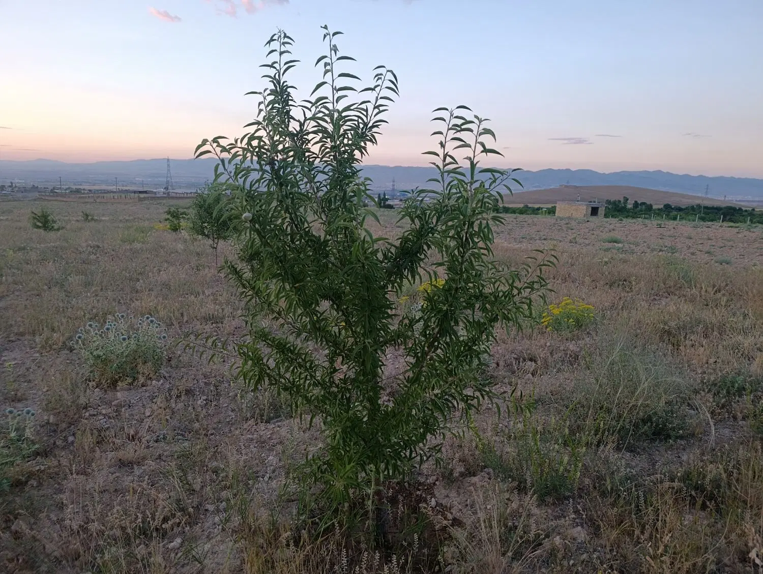 زمین باغی دو هزار متر