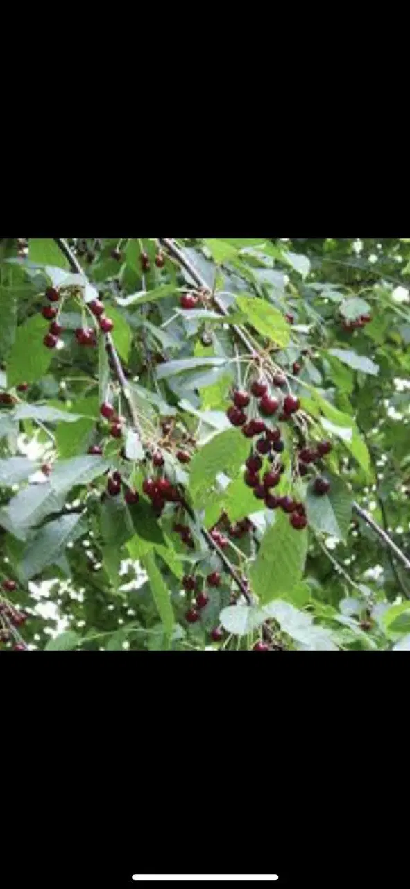 زمین