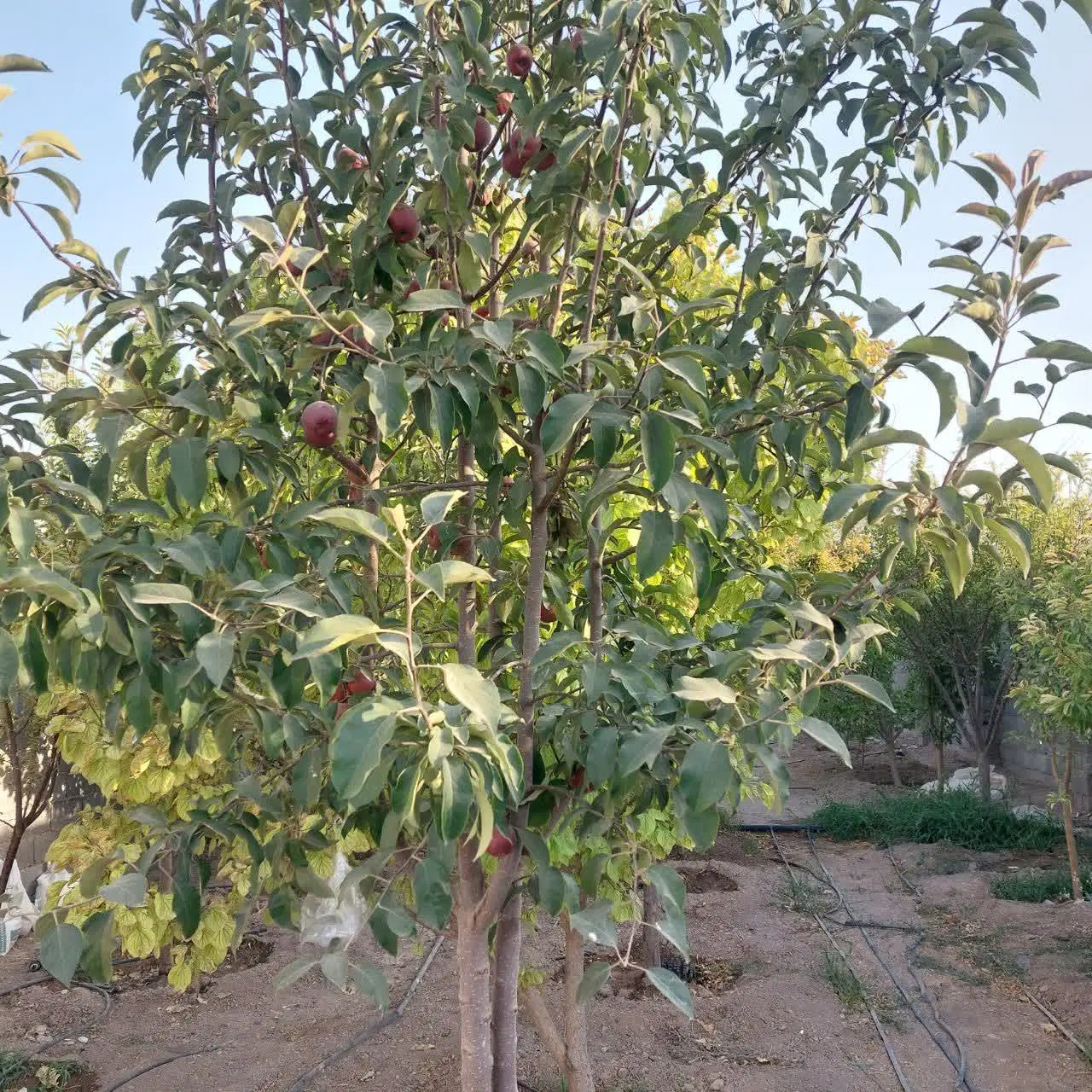 شهر ابریشم باغ 500متری