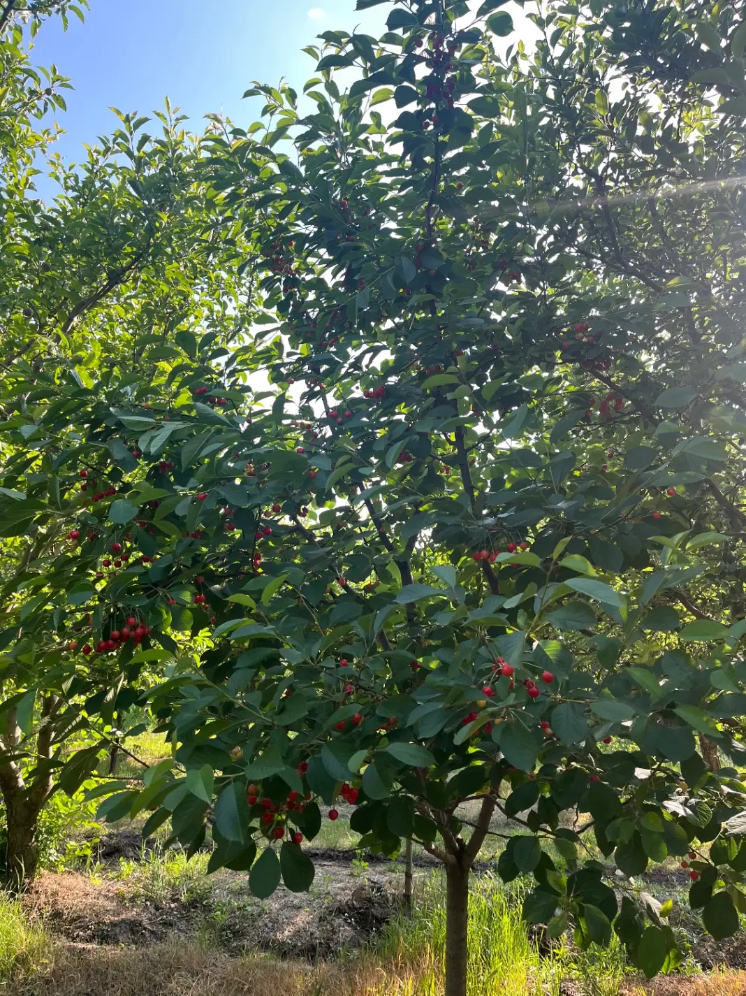 فروش باغ در روستای ایوند منطقه (گوی یر )