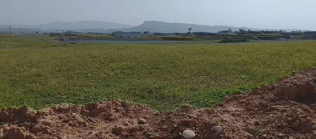 زمین مسکونی .شهر شهیون . کوی باغچه بان