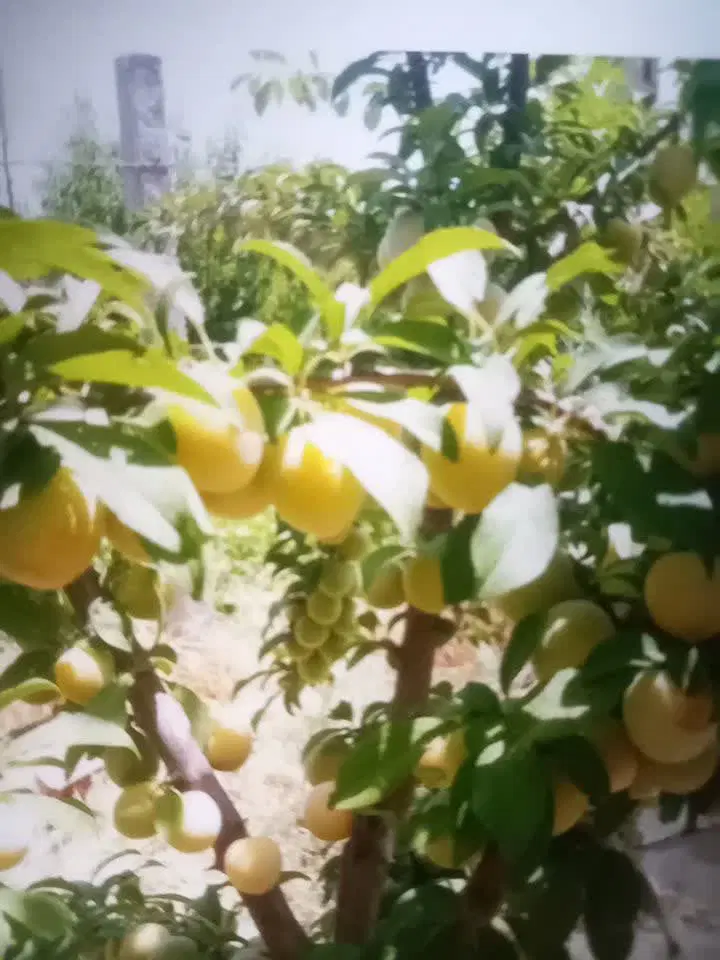 فروش باغ میوه