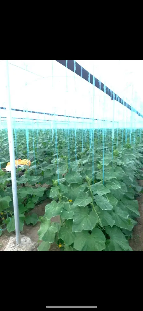 گلخانه اجاره ای سرریگ