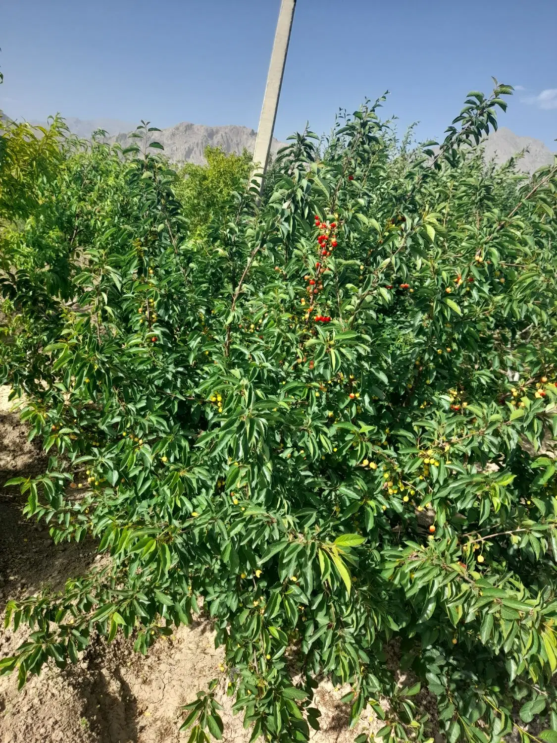 باغ