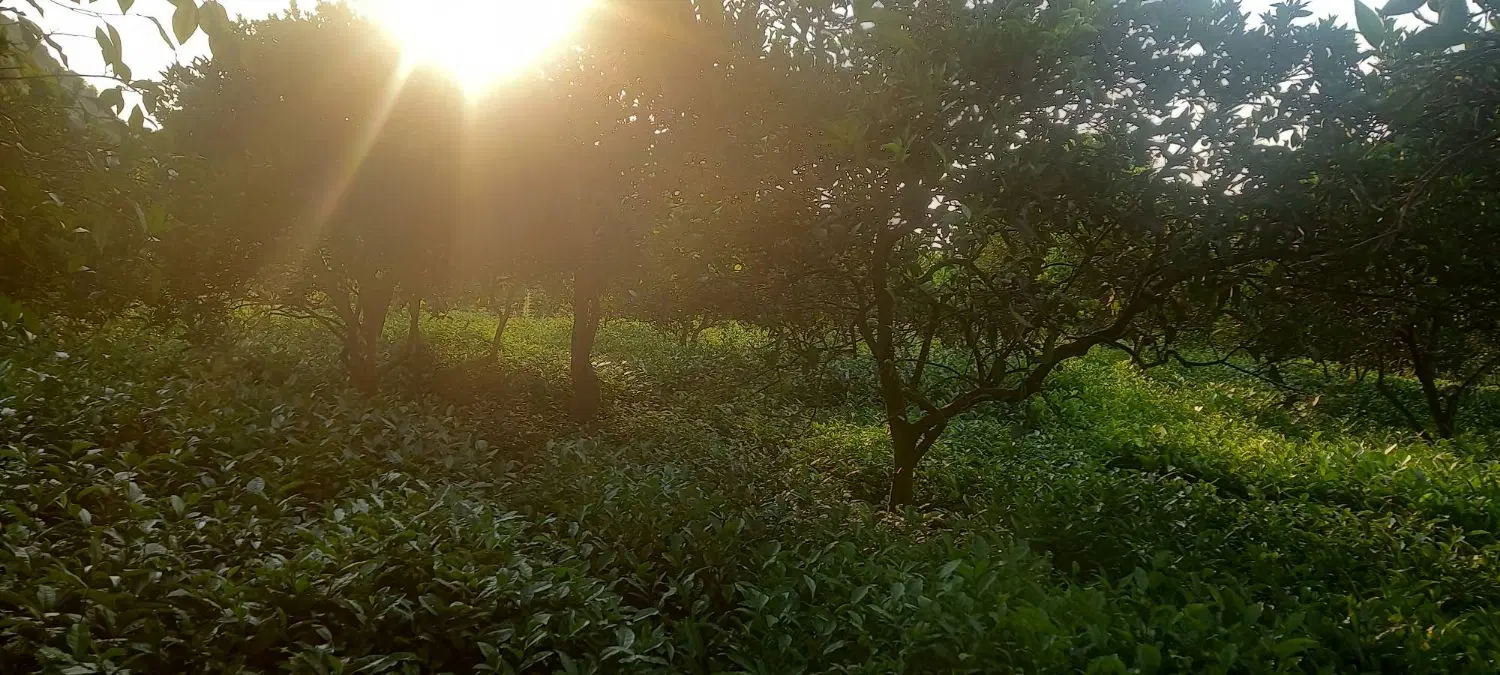 فروش زمین