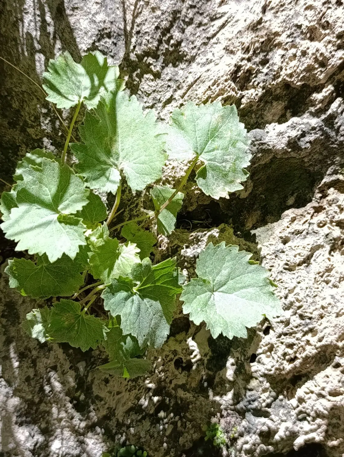 فروش نانوایی با ملک