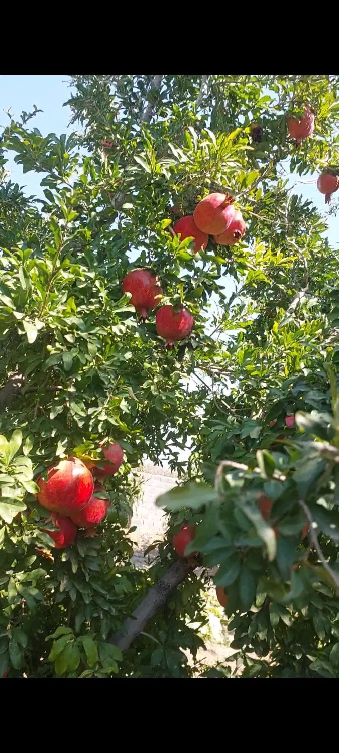 فروش باغ