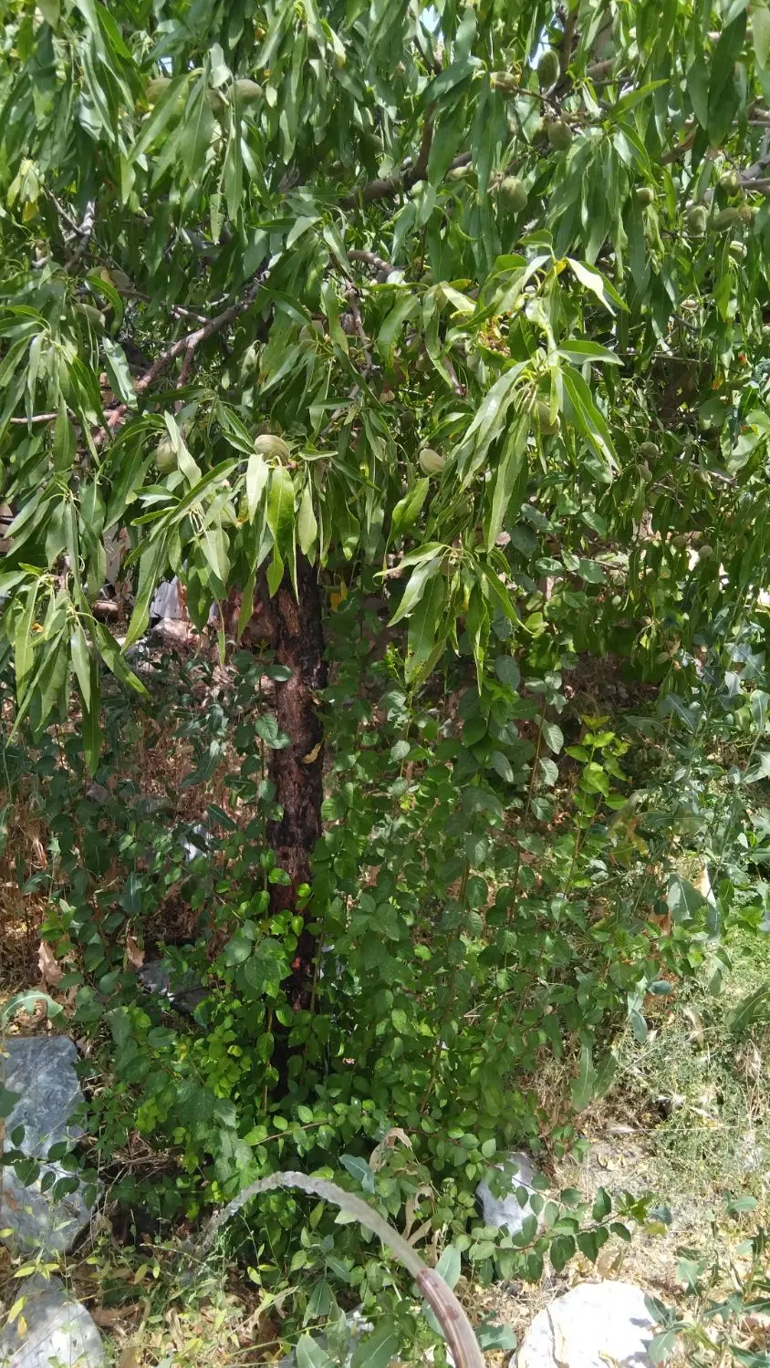 زمین ۴۵۰ متری داخل شهرک