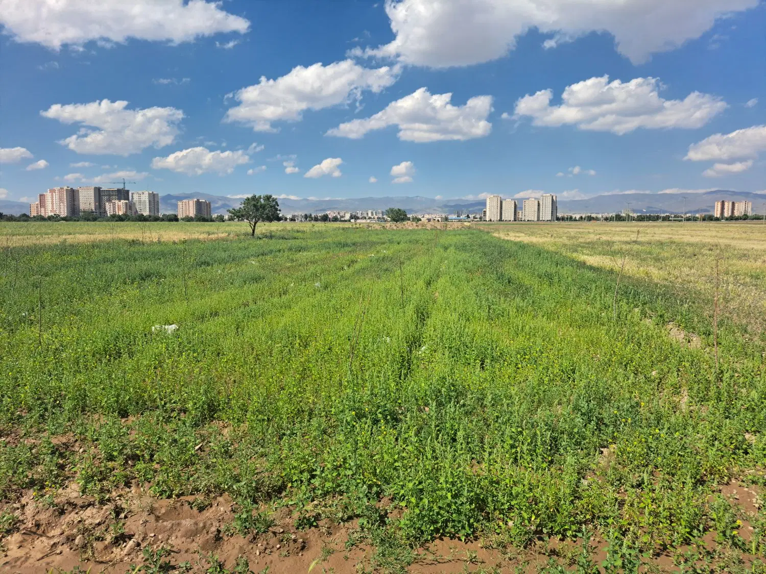 زمین باغی وکشاورزی