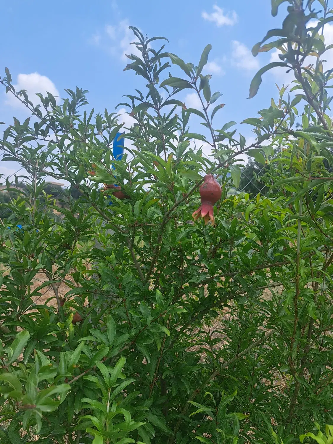 باغ شموشک علیا
