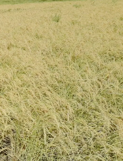 زمین کشاورزی