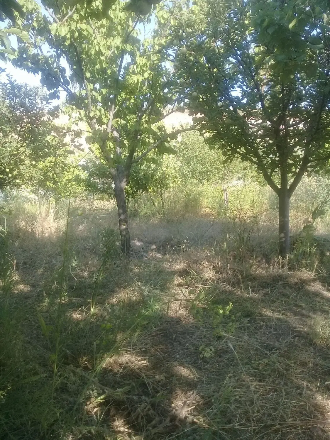 فروش ملک روستای زین آباد530متر