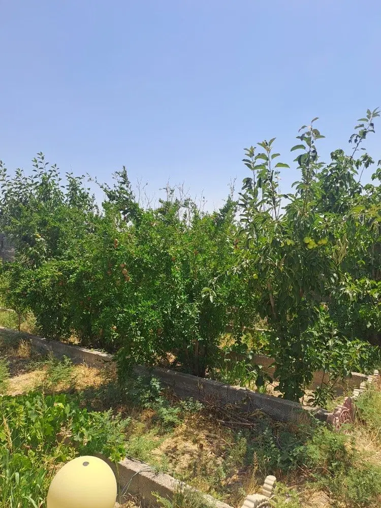 باغچه ۴۰۰ متری دیوارکشی‌شده با استخر و امکانات