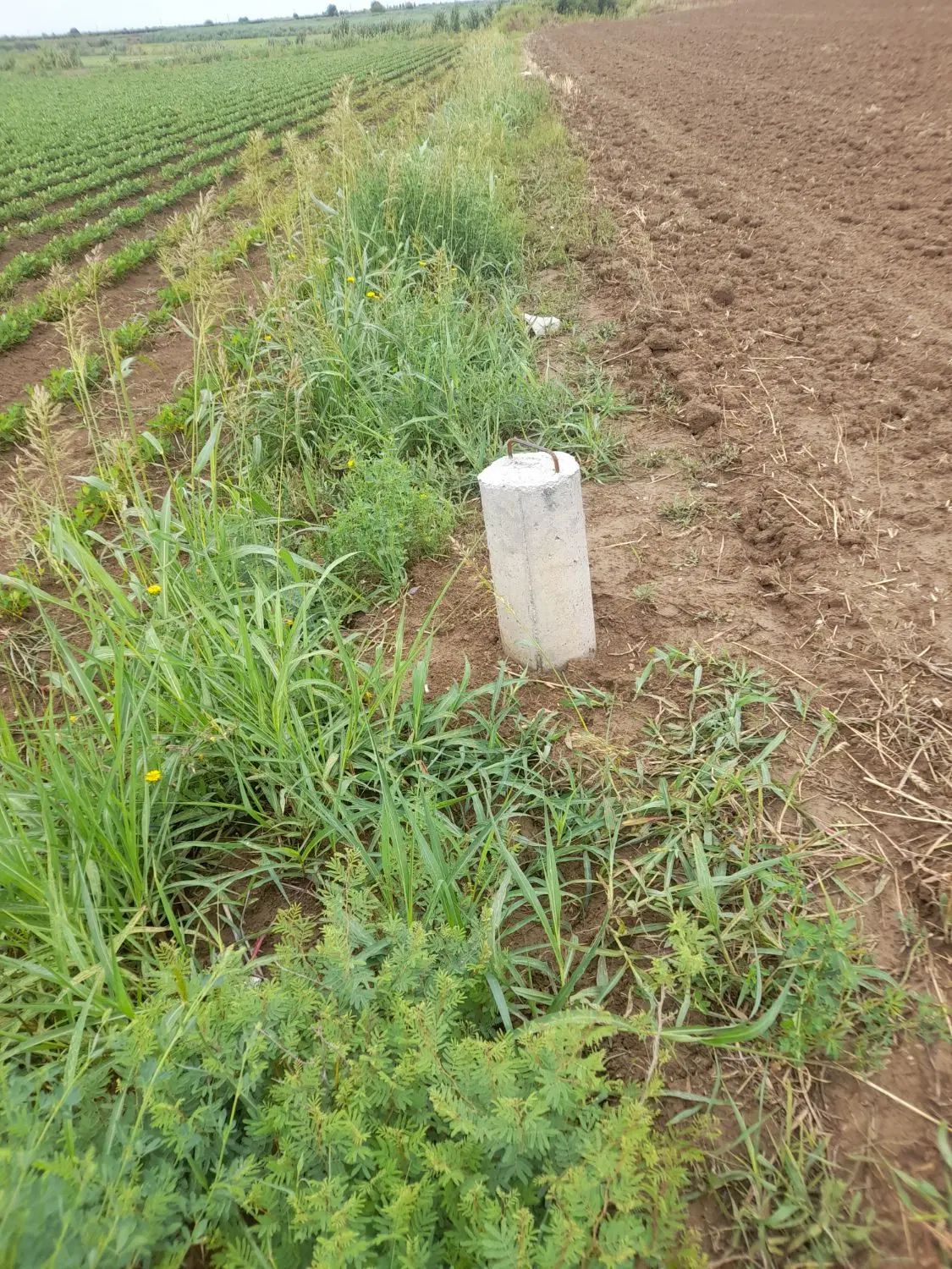 اجاره زمین برای سیر