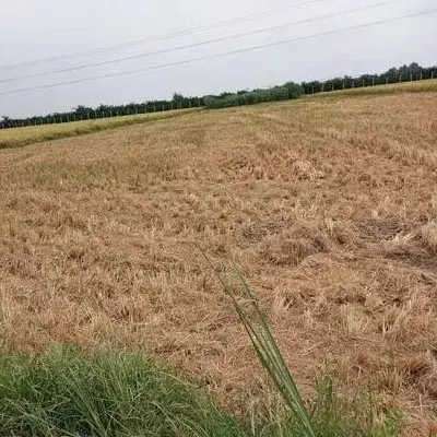 زمین کشاورزی دیم چمگلک