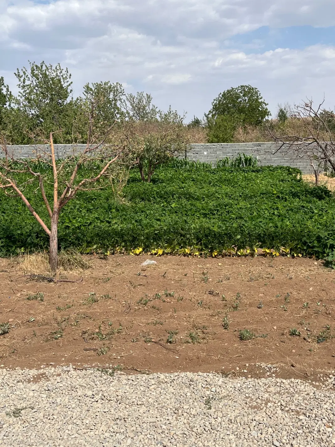 زمین ۱۵۵متری سندتکبرگ (آب برق گاز) دماوندجابان