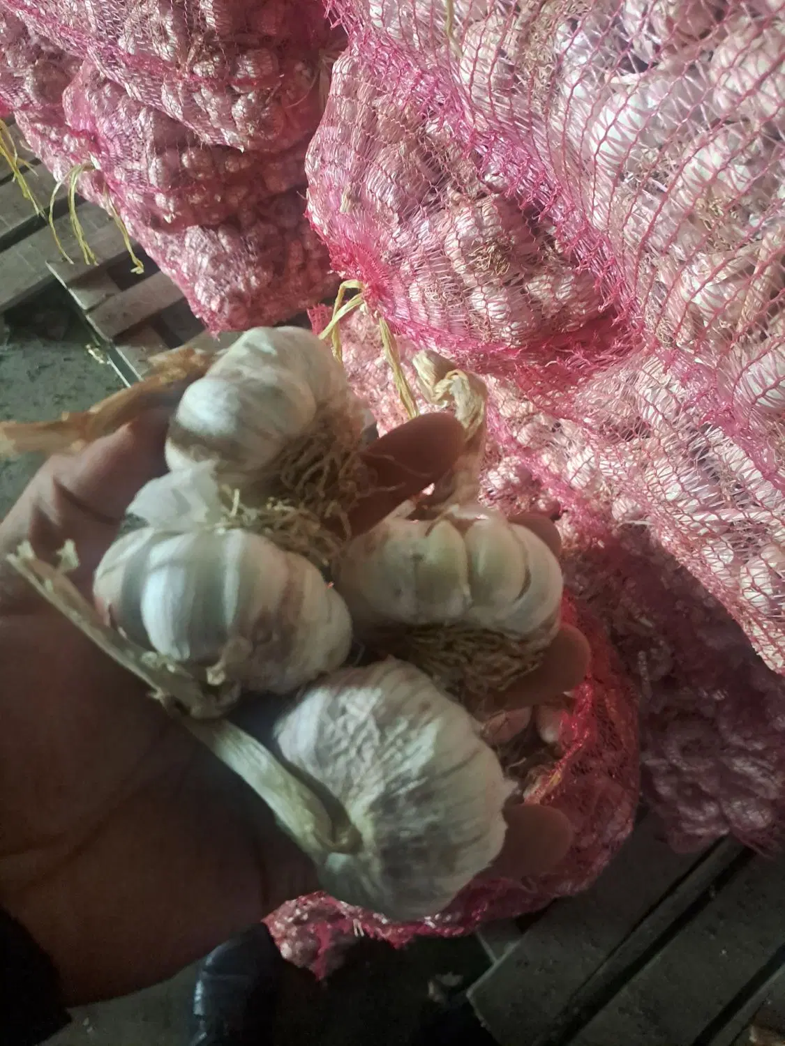 ۱_۵ هکتار زمین جای گندم . به سیر اجاره داده میشه.