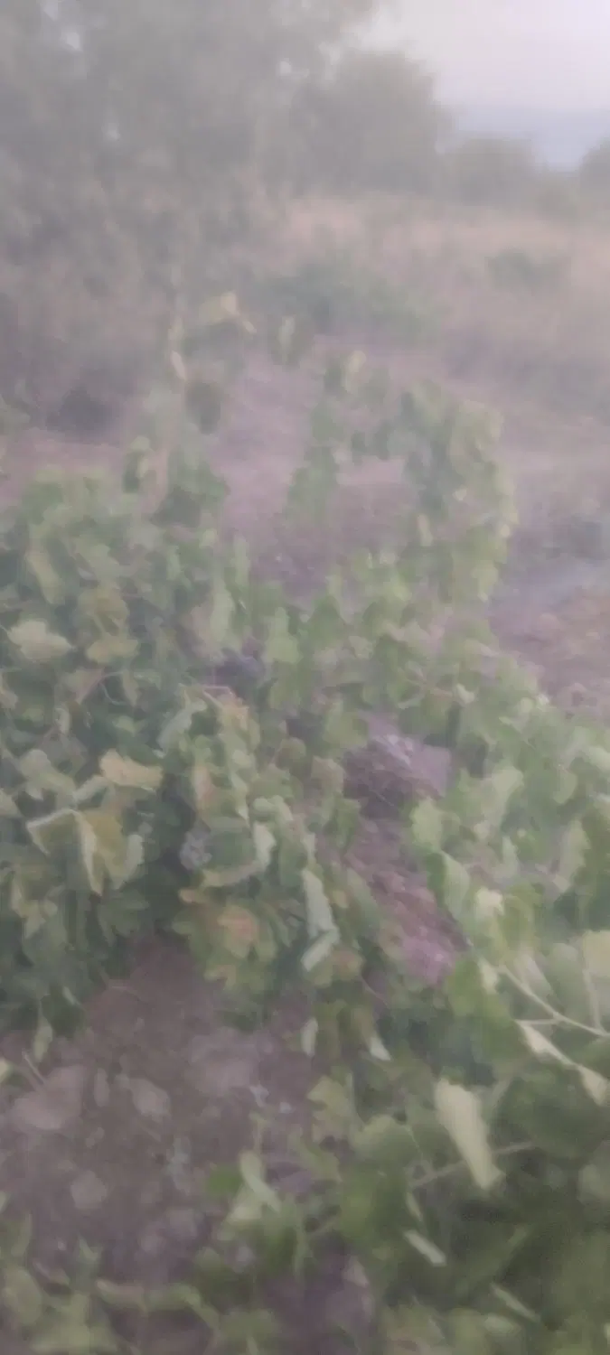 فروش باغ انگور
