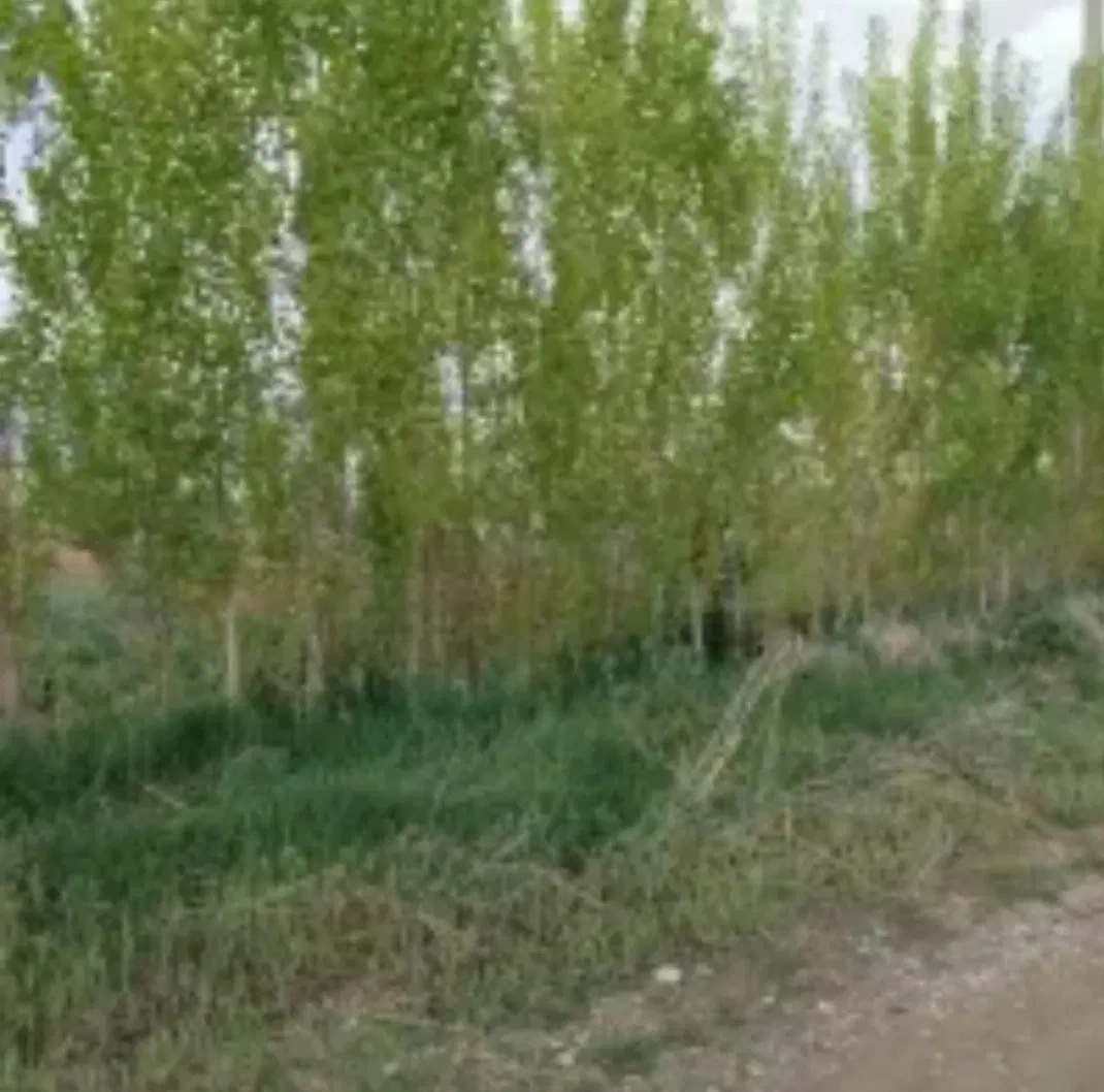 فروش زمین کشاورزی روستای بیان