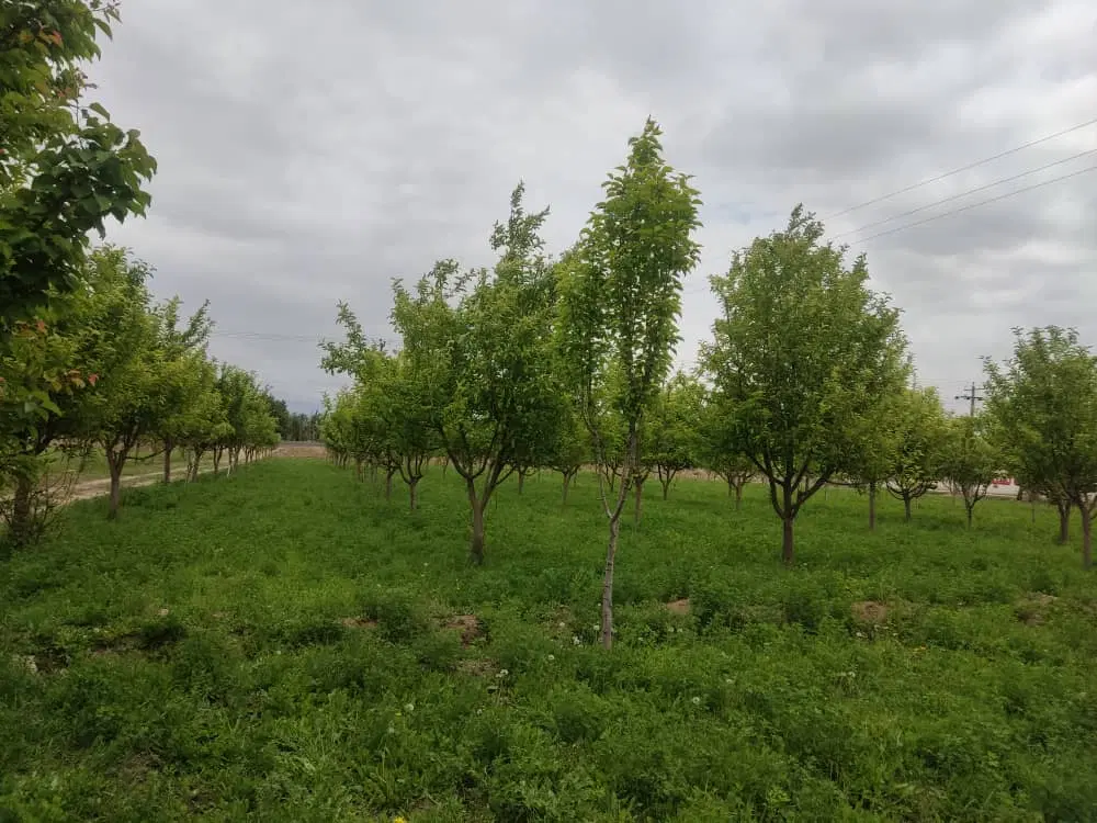 ۷۰۰۰متر زمین دو نبش حاشیه جاده آسیایی
