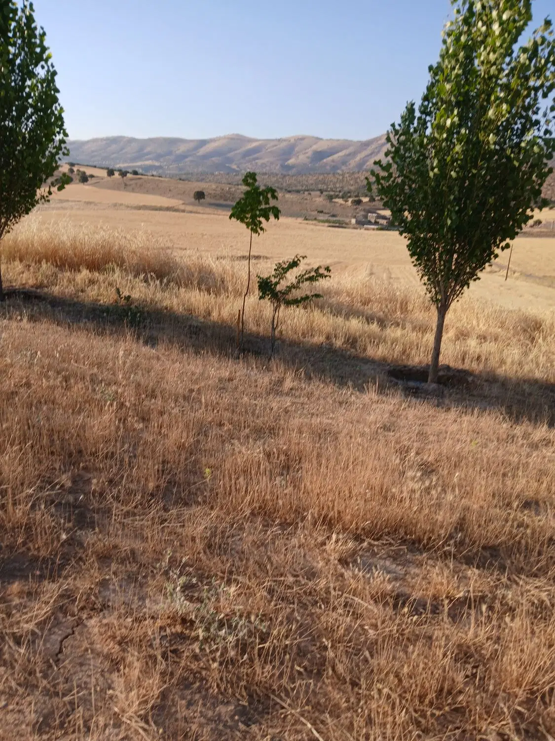 سرابیاس جزایری