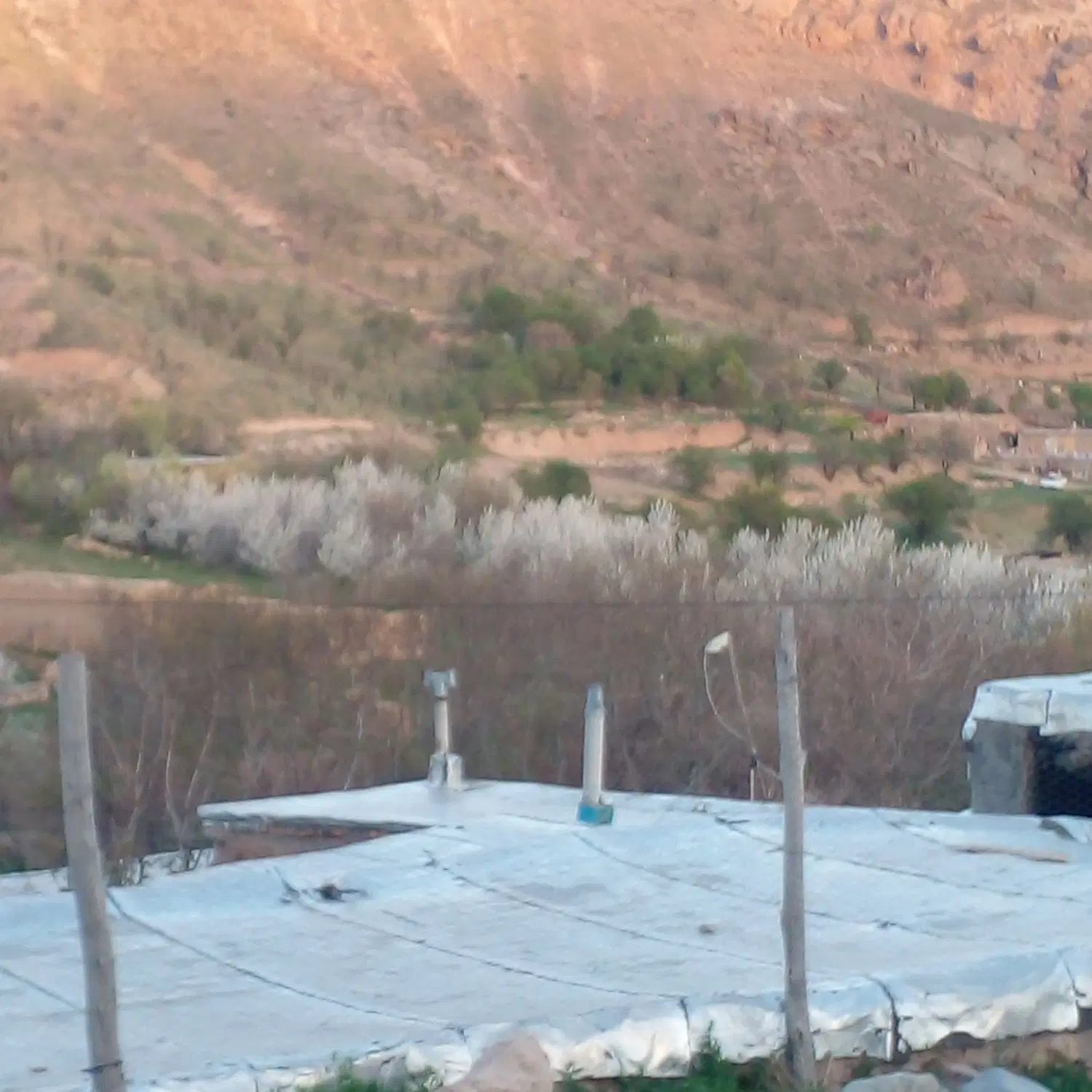 هم خانه