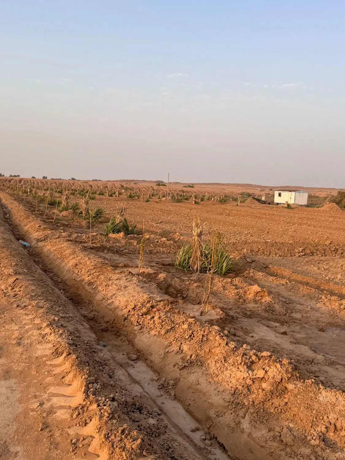 زمین گشاورزی