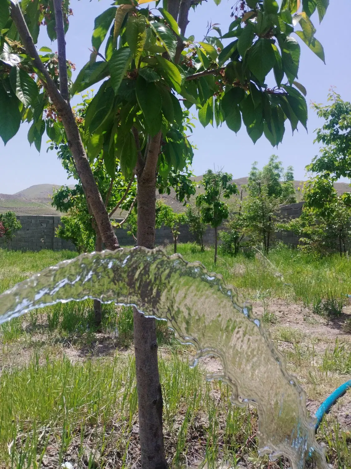 باغ در روستای عارفی،زمین باغی(سنددار)حاشیه آسفالت