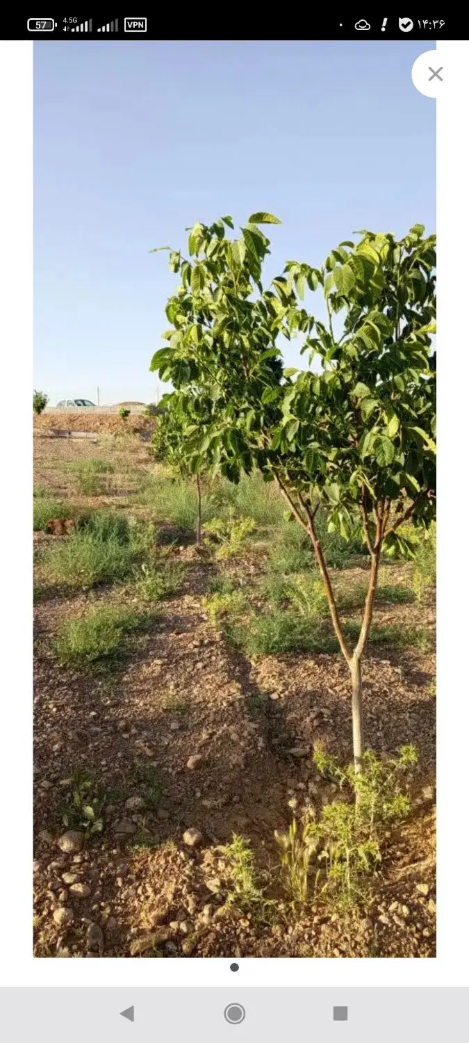 اجاره مرغداری یا گاوداری