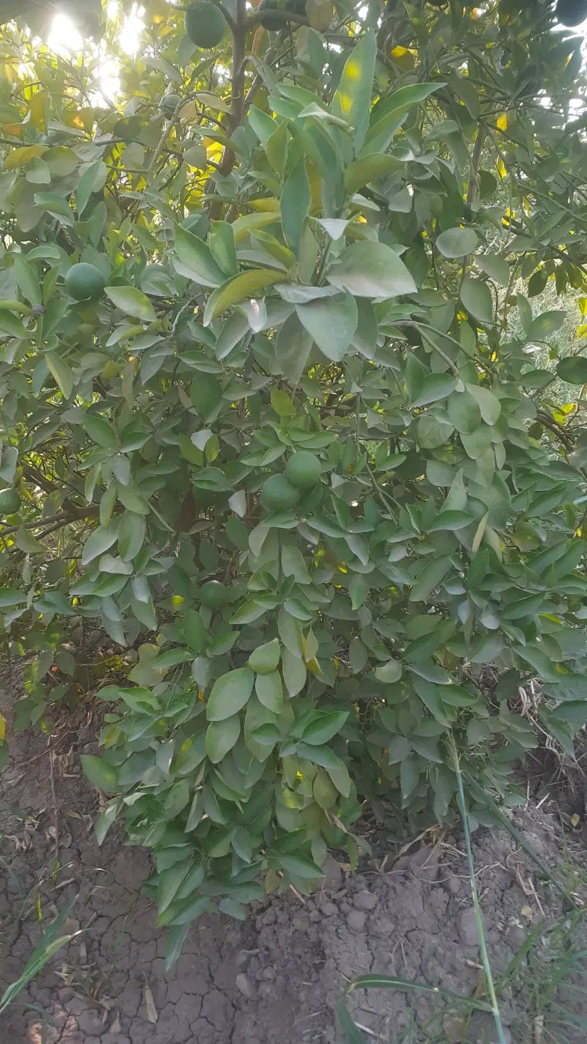 باغچه ۸۶۰ متری برق دار شمس آباد  معاوضه با خودرو