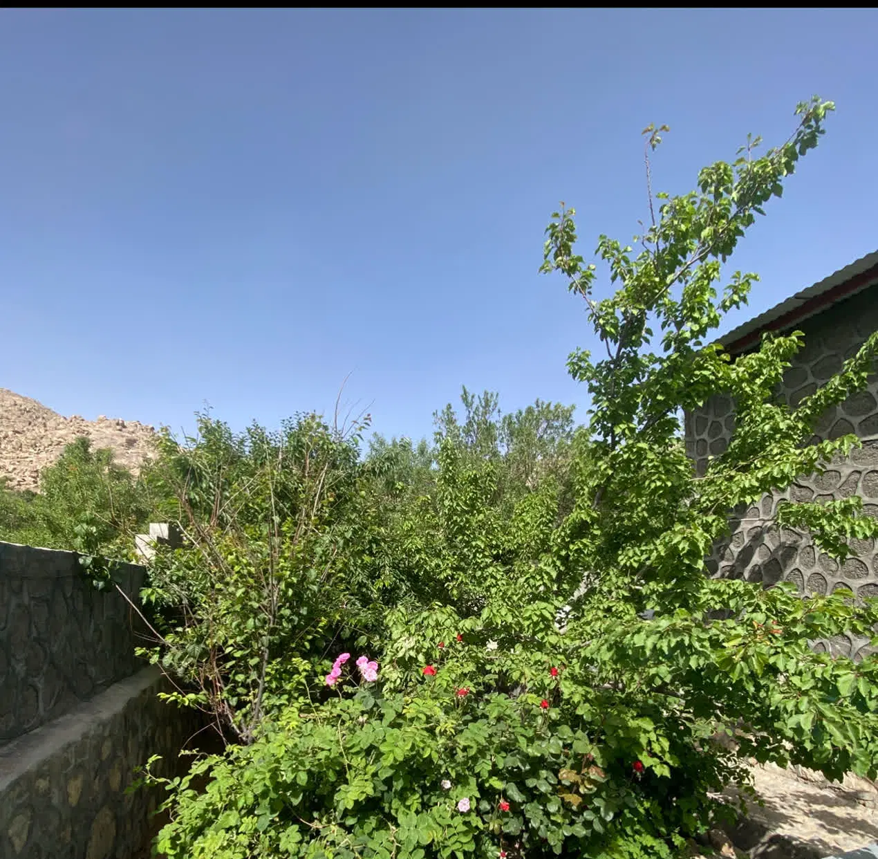 باغ فروشی طزرجان
