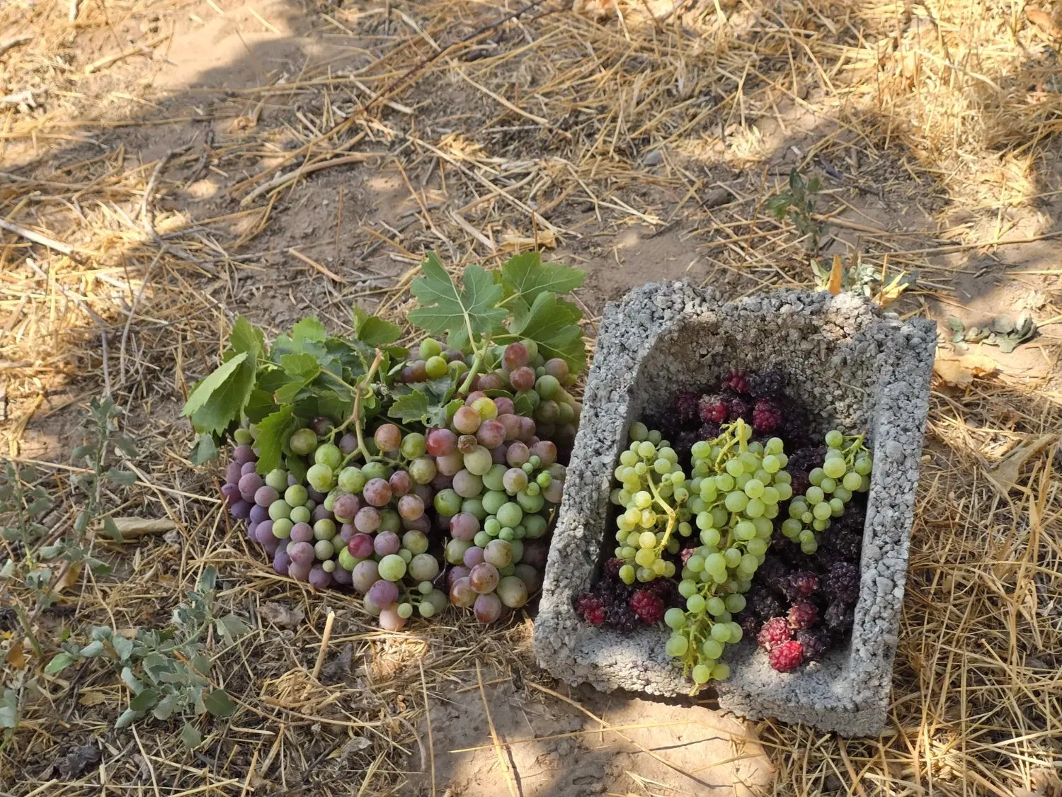 باغچه