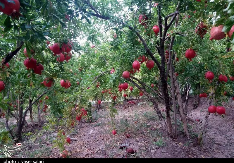 باغ انار فروشی