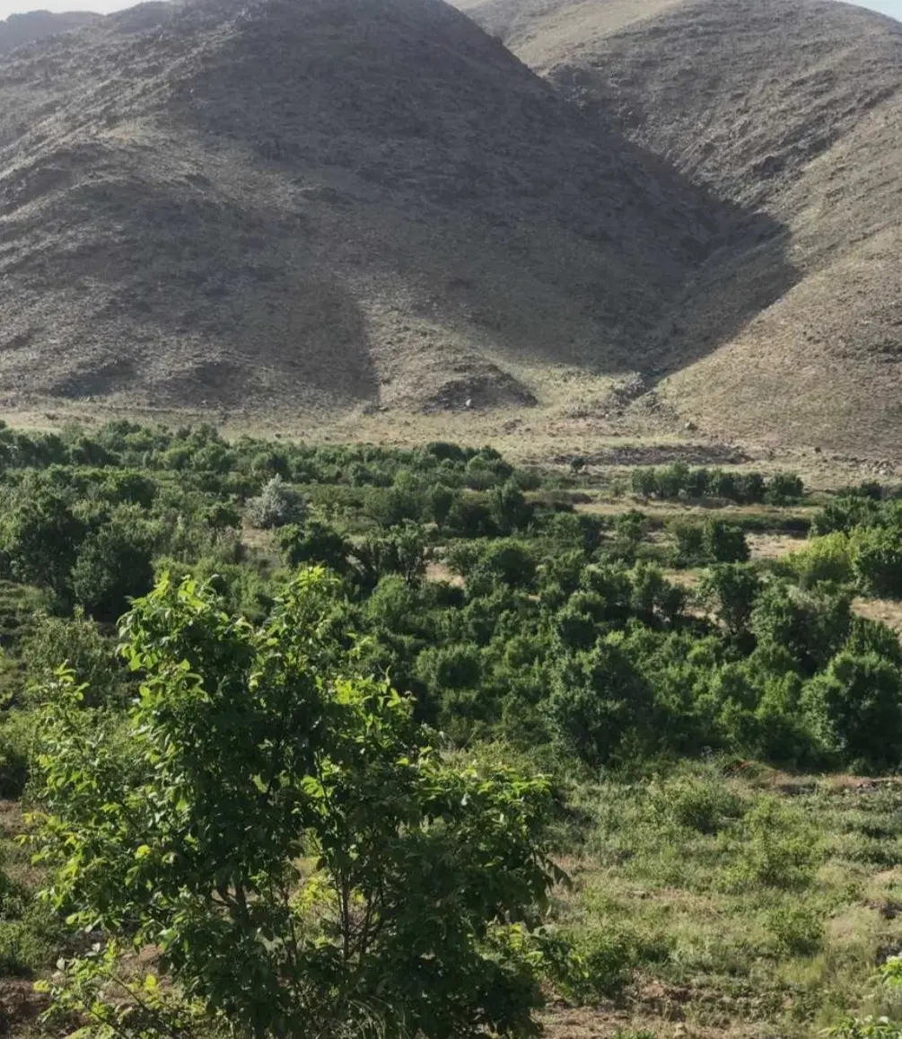 فروش باغ درروستای جوینان