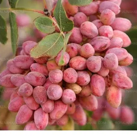 720 قصب باغ پسته فندقی ثمری 20 ساله