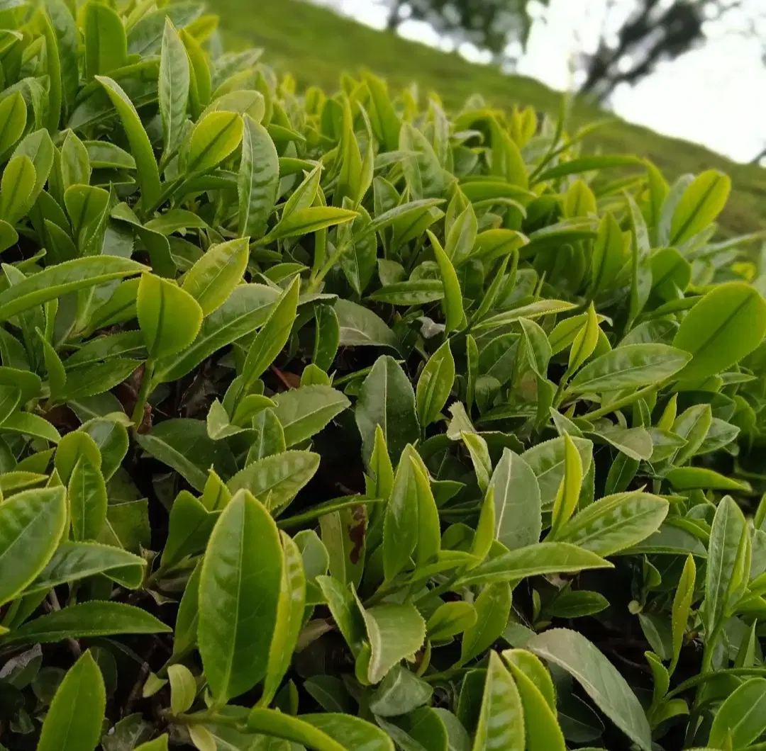 باغ چای اطاقور،اربولنگه