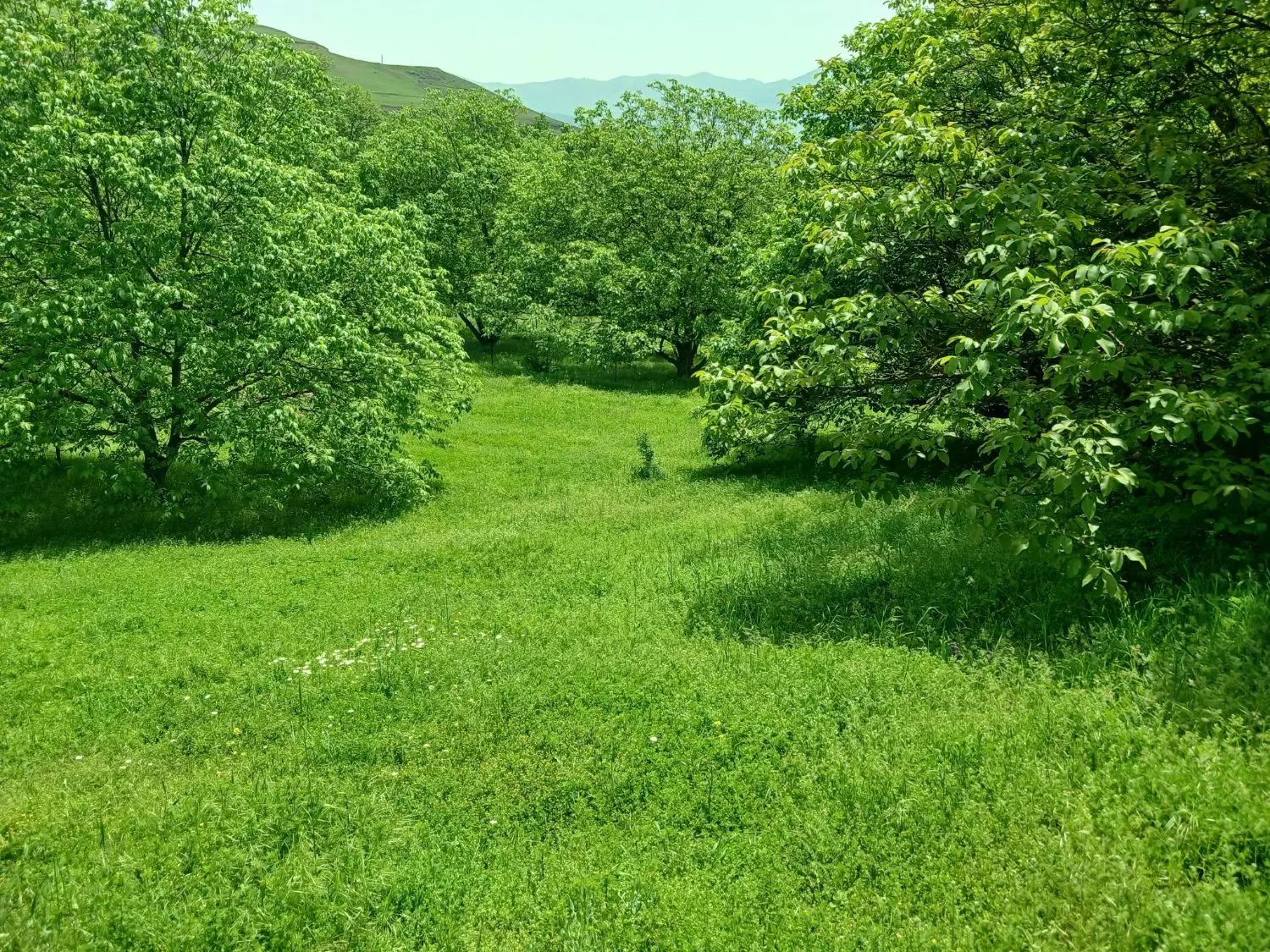 زمین باغی ( داخل طرح هادی)