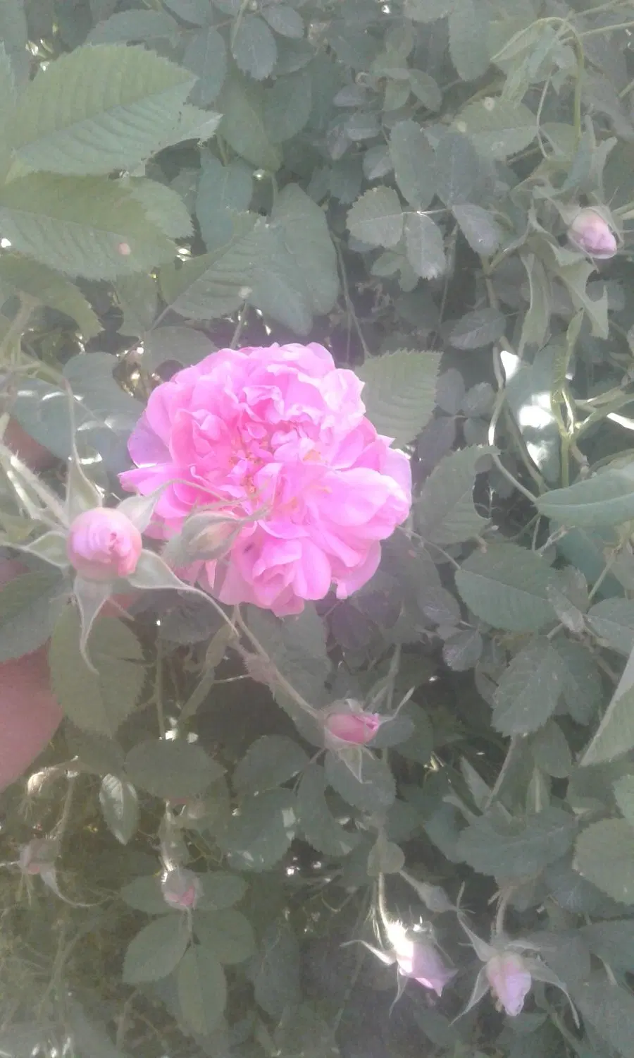 زمین باغ ویلای