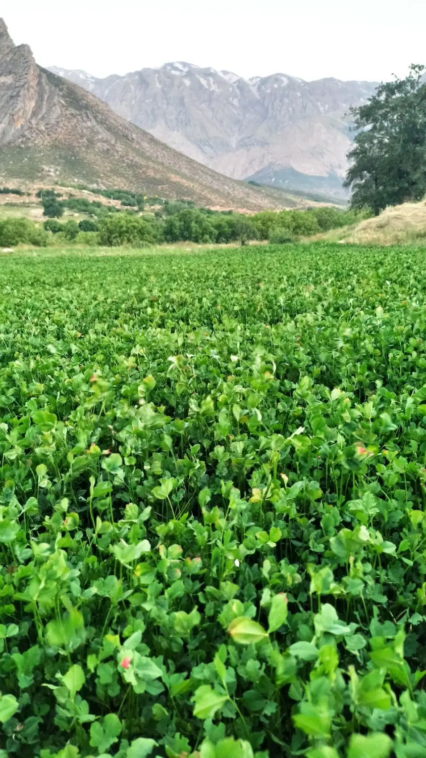 زمین صمصامی