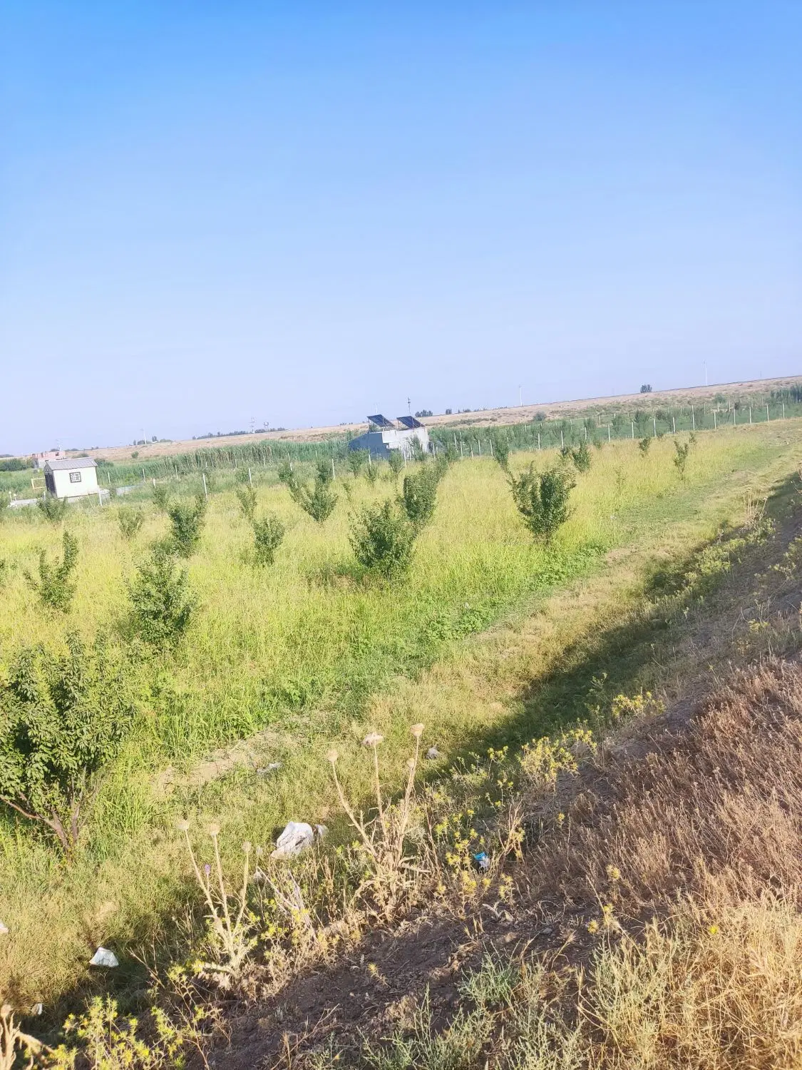 باغ وزمین زیبا با درختان جوان