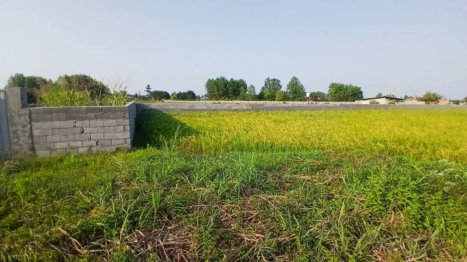 زمین شالیزار نزدیک کمربندی جدید نشتارود