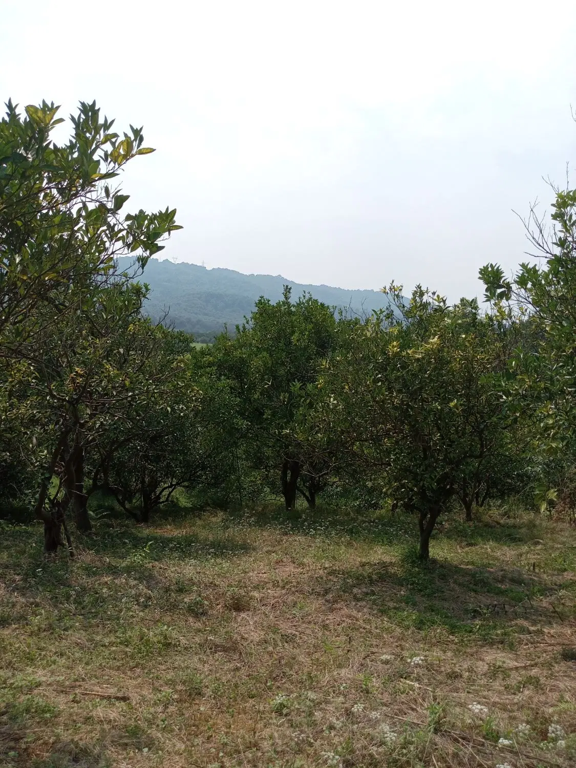 زمین باغی