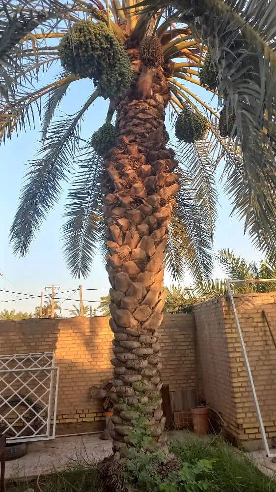 فروش زمین