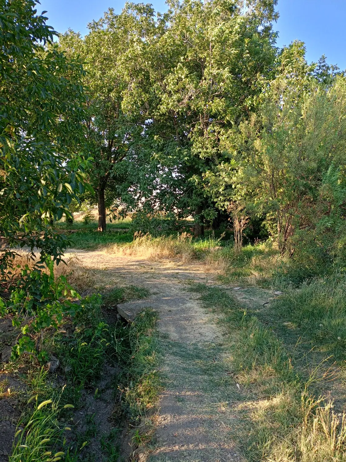 باغ انگور و میوه