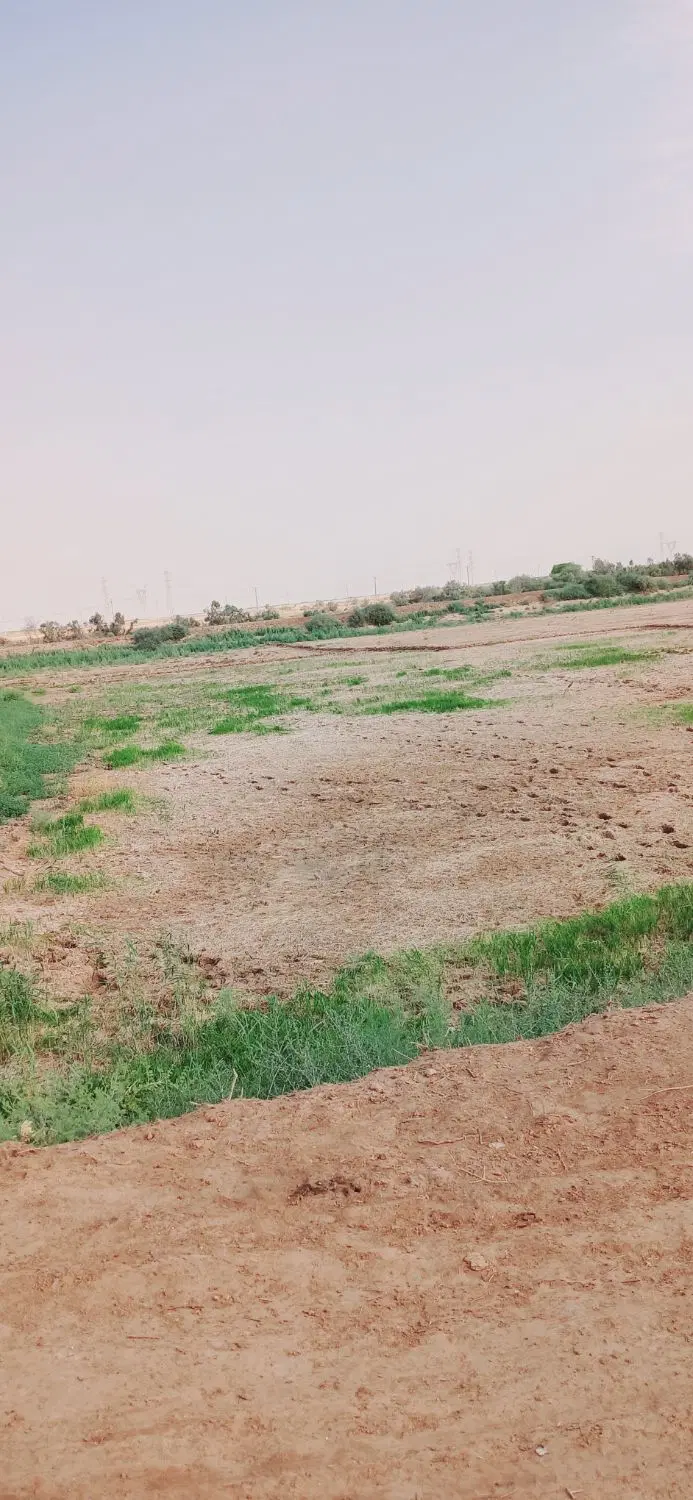 زمین کشاورزی