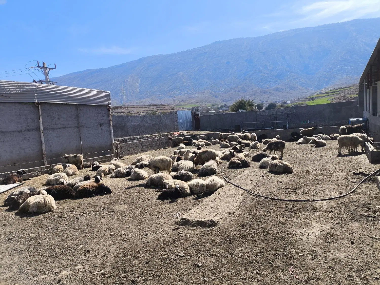 فروش کارگاه پرواربندی بره تمام اقساط پرداخت کنید