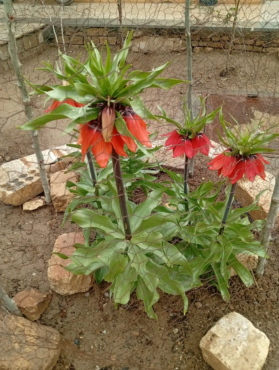 فروش خانه ویلایی گلدیس